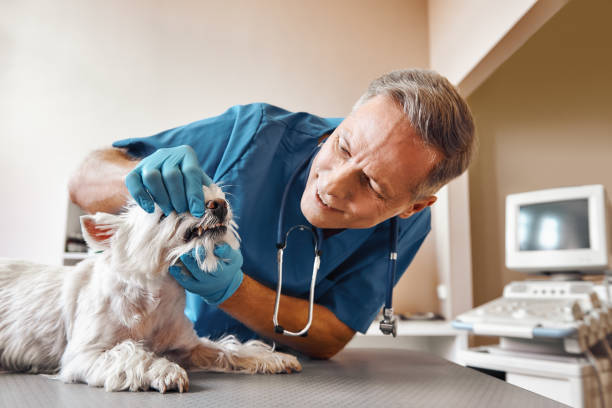 , WY Emergency Dentist Company